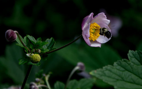 Close-up of bee on purple flower