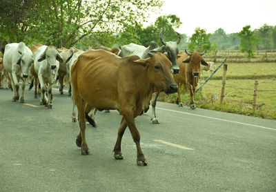 Cows standing on road amidst field