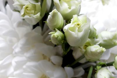 Close-up of white flowering plant