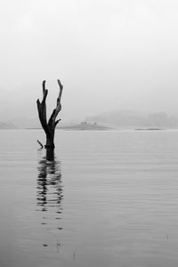 A tree submerged in a lake