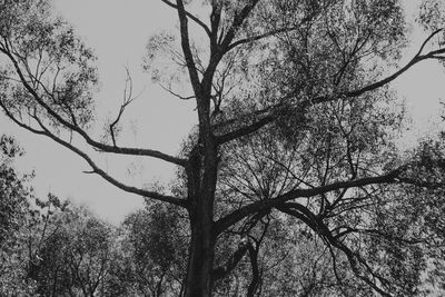 Low angle view of bare trees against clear sky