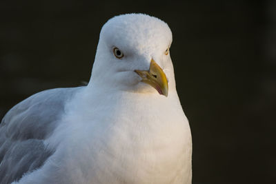 Close-up portrait of eagle