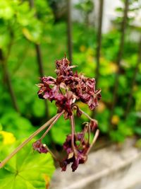 Close-up of insect on red flowering plant