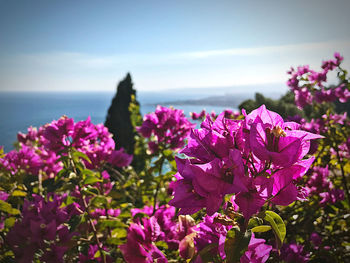 Close-up of pink flowering plant by sea against sky