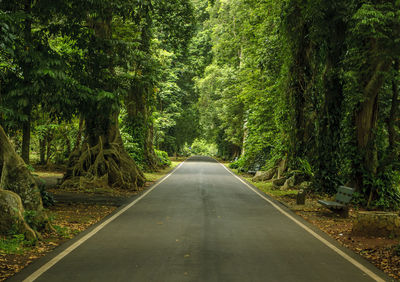 Road amidst trees in forest