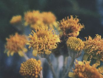 Close up of yellow flowers