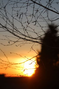 Close-up of silhouette branches against orange sky