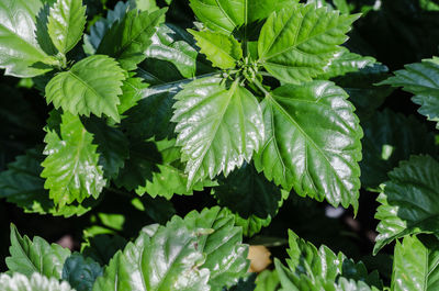 Close-up of green leaves