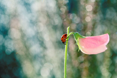 Close-up of ladybug on flower