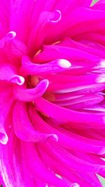 Macro shot of pink flower