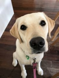 Close-up portrait of puppy