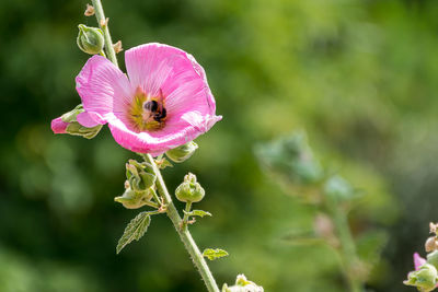 Close-up of insect on pink flowering plant