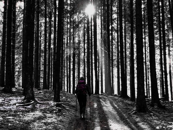 Rear view of woman walking amidst trees in forest