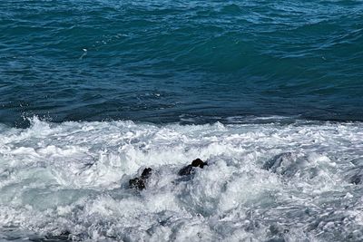 High angle view of whale swimming in sea