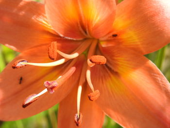 Close-up of orange lily