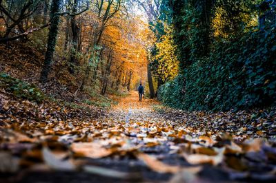 Distant view of man walking on pathway amidst trees at forest