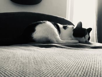 Close-up of cat resting on bed