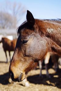 Close-up of horse against sky