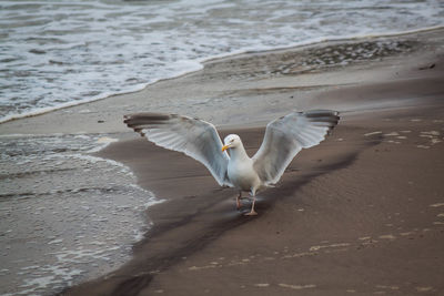 Seagulls flying over beach