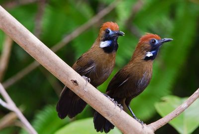 Close-up of sparrow perching on tree