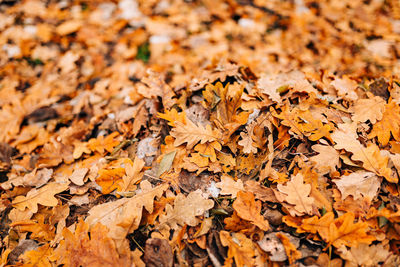 Close-up of autumn leaves