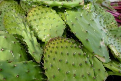 Close-up of prickly pear cactus