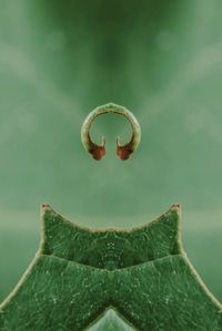 Close-up of water drop on leaf