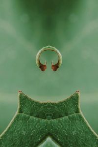 Close-up of water drop on leaf