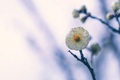 Close-up of white flowering plant