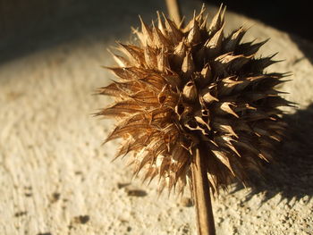 Close-up of plant against blurred background