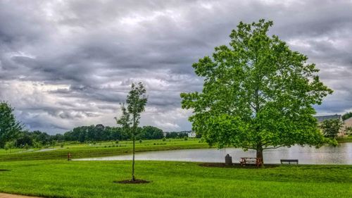 Trees on field against sky