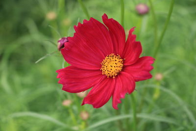 Close-up of red flower