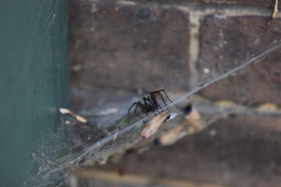 Close-up of damselfly on spider web