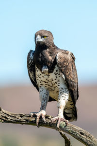 Martial eagle looks down from dead branch