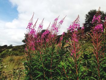 Close-up of pink flowers growing on plant at field against sky