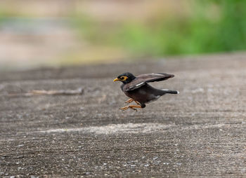 Bird flying over a field