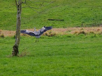 Bird flying in a field