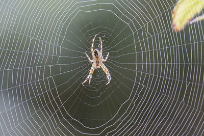 Close-up of spider on web