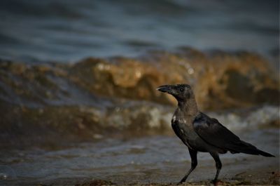 Bird perching on a sea