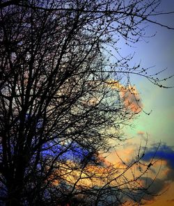 Low angle view of silhouette tree against sky during sunset