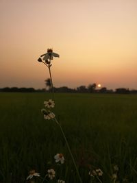 Plant on field against sky during sunset