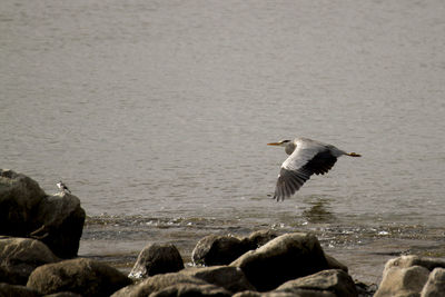 Seagull flying over sea