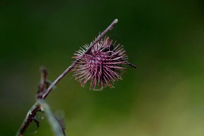 Close-up of thistle