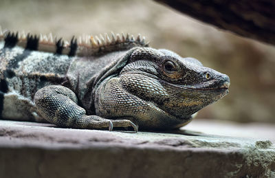 Close-up of lizard on rock