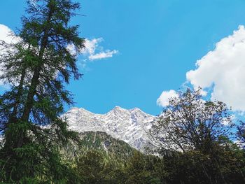 Low angle view of trees against blue sky