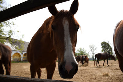 Horses standing in ranch