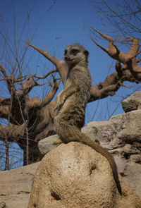 Low angle view of suricate sitting on tree