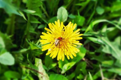Close-up of yellow flower