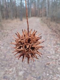 Close-up of dead plant