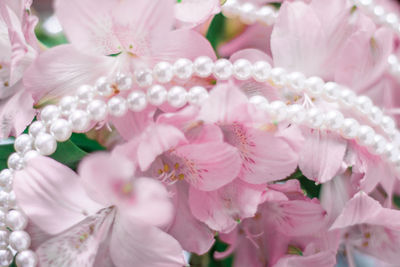 Close-up of pink flowers